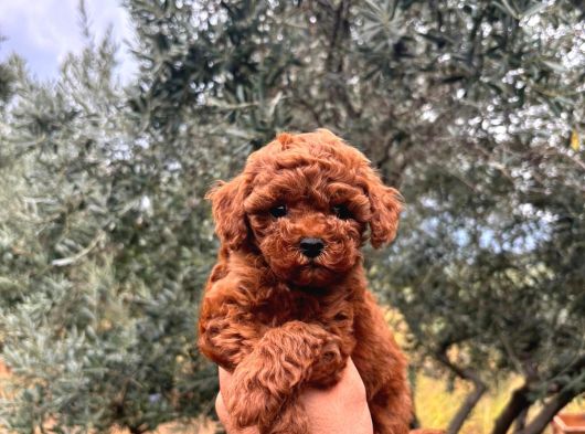 Kore Kg Gqrantili Teacup Poodle görsel