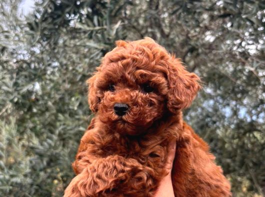 Kore Kg Gqrantili Teacup Poodle görsel
