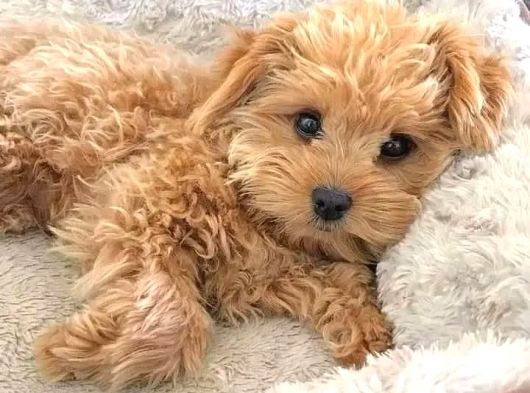 Şekker Küpleri̇ Kli̇ni̇kte Tesli̇m Malti̇poo Yavrular görsel