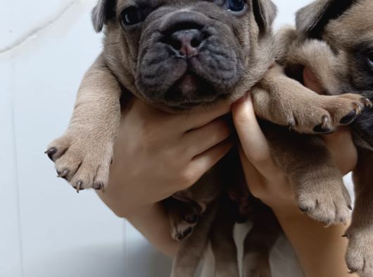 Egzoyic Fawn Bebekler görsel