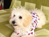 4 AYLIK DİŞİ MALTİPOO