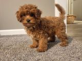 Mi̇ni̇ Malti̇poo Bebekler