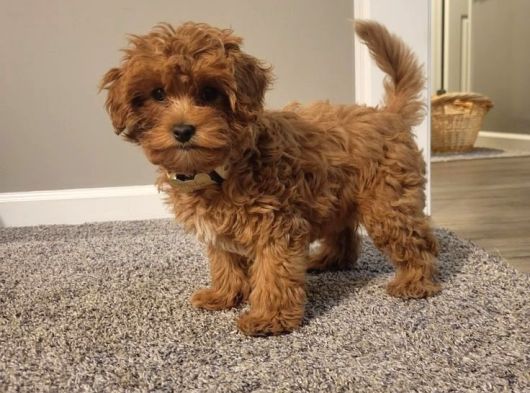 Mi̇ni̇ Malti̇poo Bebekler görsel