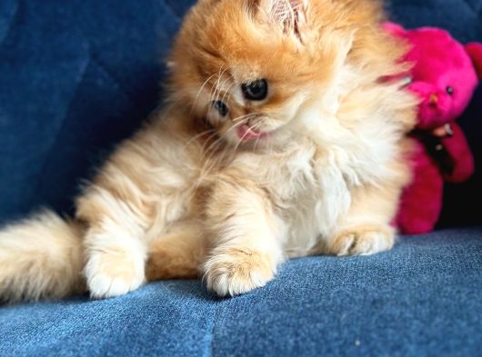 Show Kalite British Longhair By12 görsel