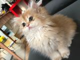 British longhair golden chaded ny11