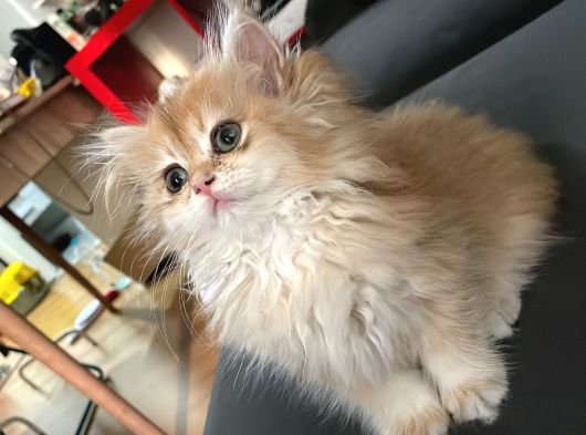 British Longhair Golden Chaded Ny11