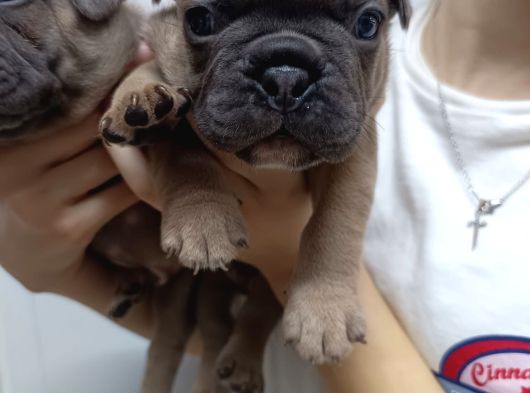 Egzoyic Fawn Bebekler görsel