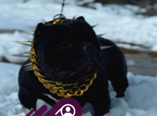 Exotic Bully Yavruları Mevcut görsel