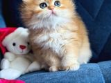 Show Kalite British Longhair By12