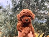 Kore Kg Gqrantili Teacup Poodle