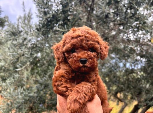 Kore Kg Gqrantili Teacup Poodle görsel