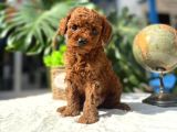 Kore Kg Gqrantili Teacup Poodle