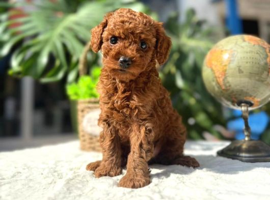 Kore Kg Gqrantili Teacup Poodle görsel