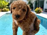 Toy poodle Sevimli Yavrular