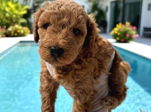 Toy Poodle Sevimli Yavrular