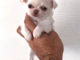 A Kalite Kurabiye Chihuahua Yavrularım