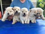 ırk ve sağlık garantili mor dilli chow chow bebekler