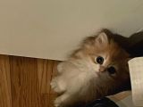 British Longhair Golden Chaded Ny11
