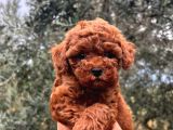 Kore kg gqrantili teacup poodle