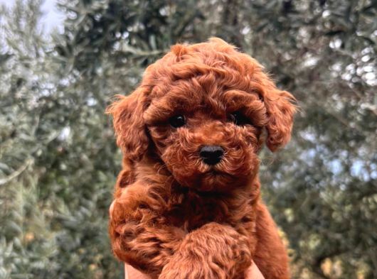 Kore Kg Gqrantili Teacup Poodle