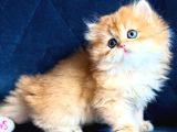 Show kalite British Longhair by12