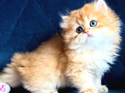 Show Kalite British Longhair By12