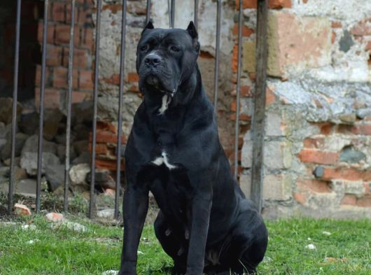 Kralların Köpeği Cane Corsa Yavruları görsel