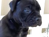 Kralların Köpeği Cane Corsa Yavruları