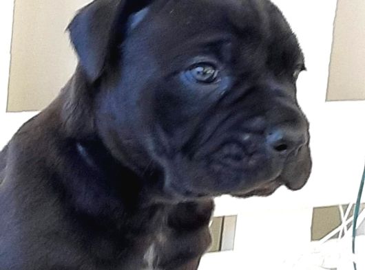 Kralların Köpeği Cane Corsa Yavruları görsel