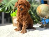 Kore Kg Gqrantili Teacup Poodle