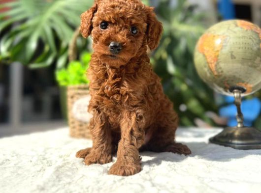Kore Kg Gqrantili Teacup Poodle görsel