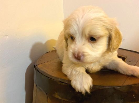 Topaç Gibi Maltipoo Bebeğimiz görsel