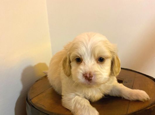 Topaç Gibi Maltipoo Bebeğimiz görsel