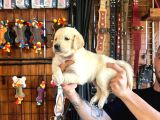 Golden Severler Için Minik Kalpler