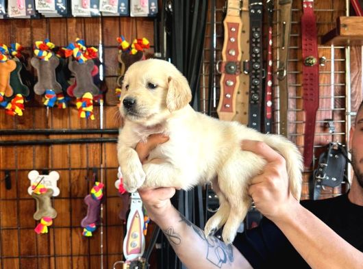 Golden Severler Için Minik Kalpler görsel