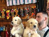 Golden Severler Için Minik Kalpler