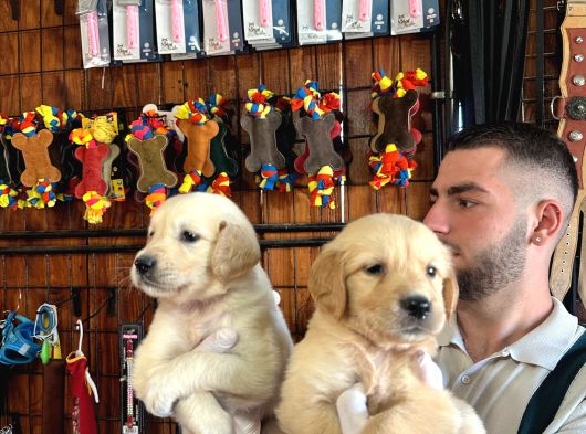 Golden Severler Için Minik Kalpler görsel