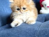 Show Kalite British Longhair By12