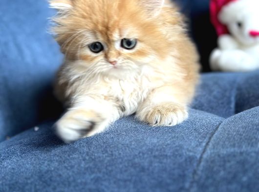 Show Kalite British Longhair By12 görsel