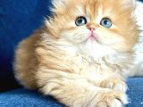 Show Kalite British Longhair By12