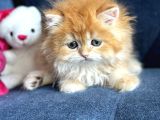 Show Kalite British Longhair By12