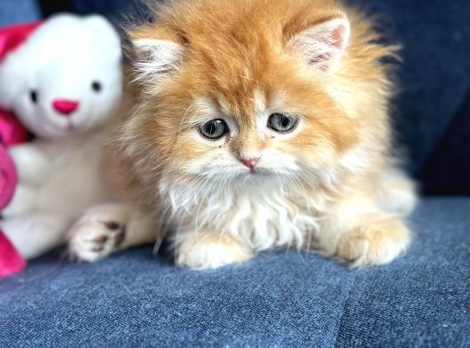 Show Kalite British Longhair By12 görsel