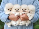 Pomeranian Boo Ayi Surat Yavrularımız oyuncak Tip