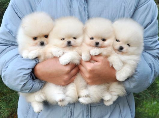 Pomeranian Boo Ayi Surat Yavrularımız oyuncak Tip