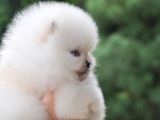 Pomeranian Boo Ayi Surat Yavrularımız Oyuncak Tip