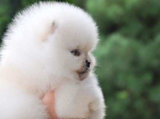 Pomeranian Boo Ayi Surat Yavrularımız Oyuncak Tip görsel