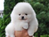 Pomeranian Boo Ayi Surat Yavrularımız Oyuncak Tip