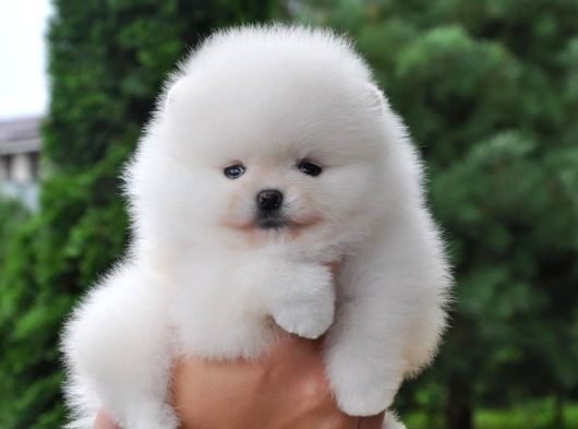 Pomeranian Boo Ayi Surat Yavrularımız Oyuncak Tip görsel