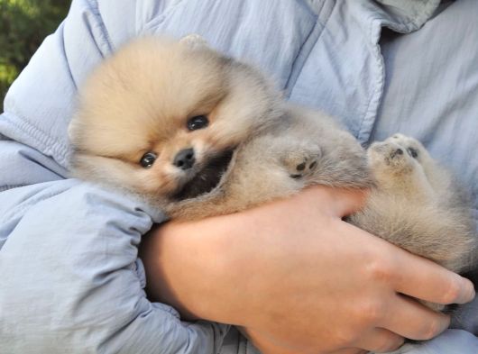 Pomeranian Boo Ayi Surat Yavrularımız Oyuncak Tip görsel