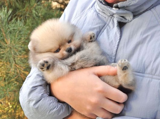 Pomeranian Boo Ayi Surat Yavrularımız Oyuncak Tip görsel